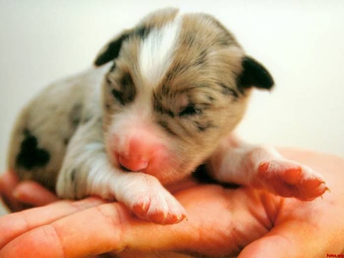¿Cómo Cuidar a un Perro Recién Nacido?